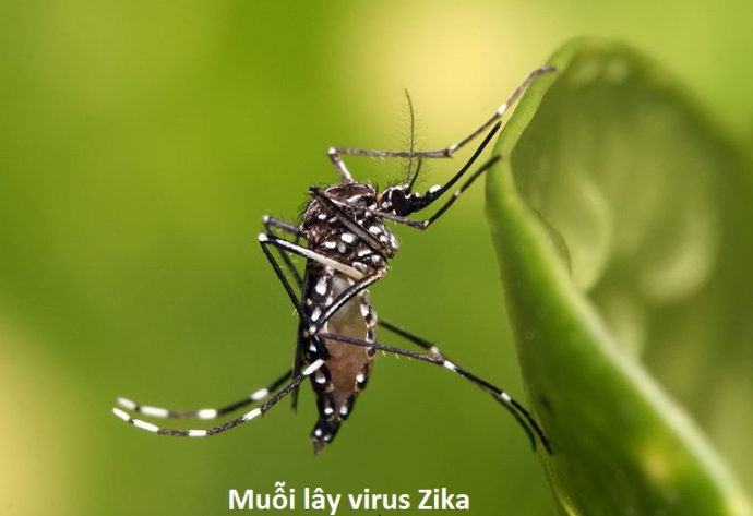 virus zika la gi cach phong tranh zika nhu the nao 2